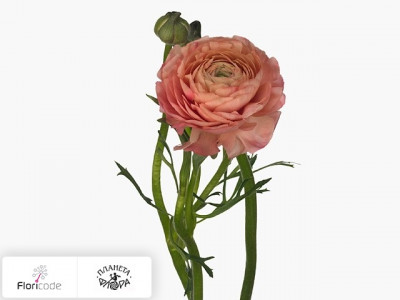 Лютик азиатский Elegance Salmon