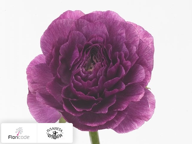 Лютик азиатский Elegance Violet