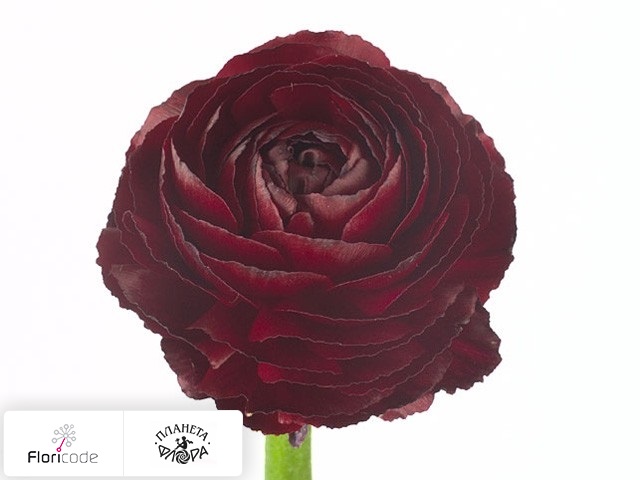 Лютик азиатский Elegance Wine