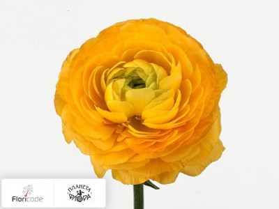 Лютик азиатский Elegance Yellow