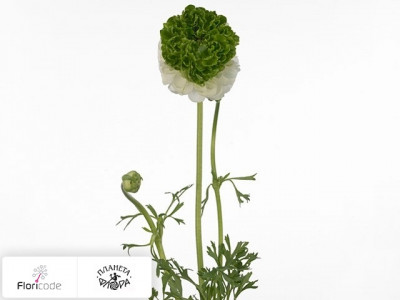 Лютик азиатский Festival White Green