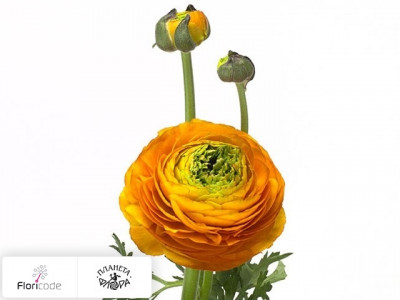 Лютик азиатский Giga Orange