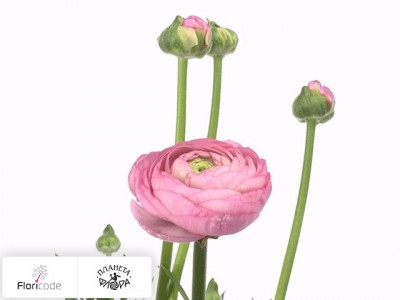 Лютик азиатский Giga Pink