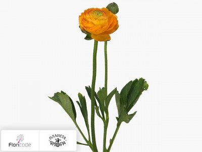 Лютик азиатский Glamorous Orange