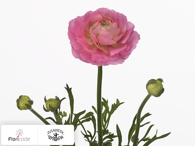 Лютик азиатский Glamorous Pink