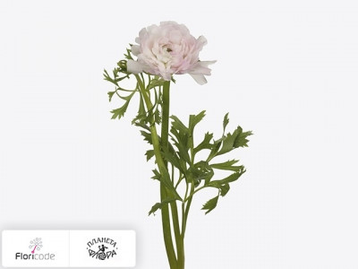 Лютик азиатский Music Light Pink