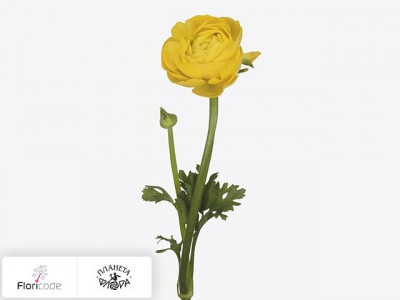 Лютик азиатский Music Yellow