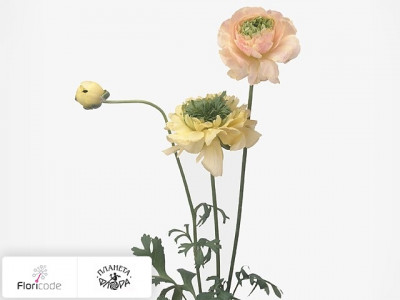 Лютик азиатский Reinette Cream