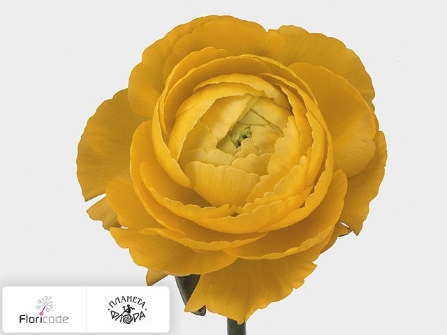 Лютик азиатский Victoria Yellow