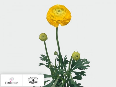 Лютик Highlight Yellow
