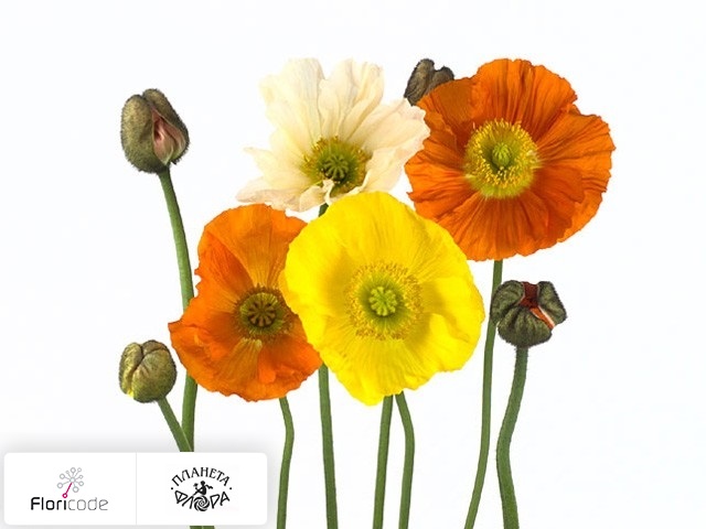 Мак Nudicaule Poppy Bussana gemengd