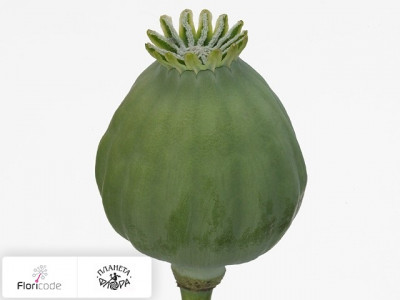 Мак Somniferum Bowling Ball