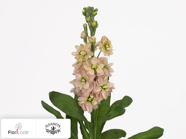 Маттиола седая Aida Apricot
