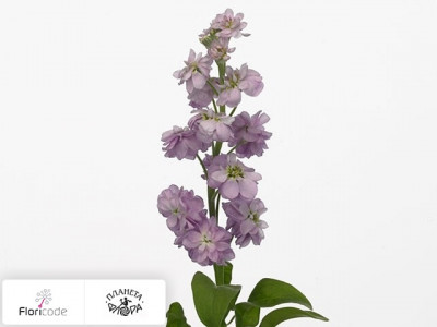 Маттиола седая Aida Plum Light