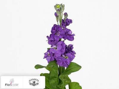 Маттиола седая Anytime Lavender