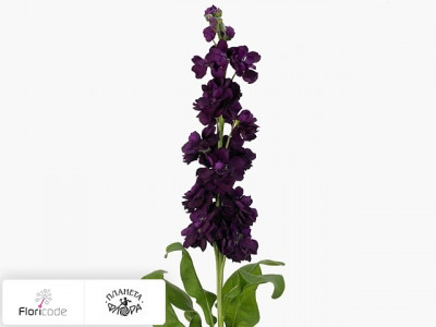 Маттиола седая Anytime Purple
