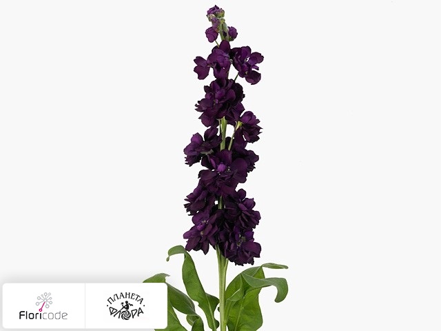 Маттиола седая Anytime Purple