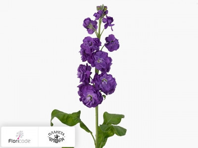 Маттиола седая Anytime Sea Blue