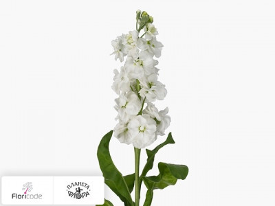 Маттиола седая Anytime White