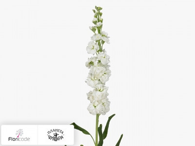 Маттиола седая Avalon White