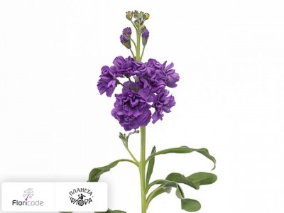 Маттиола седая Blue May