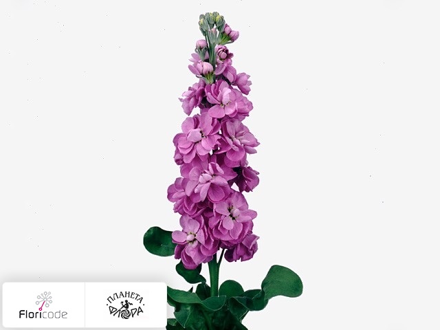 Маттиола седая Centum Lavender