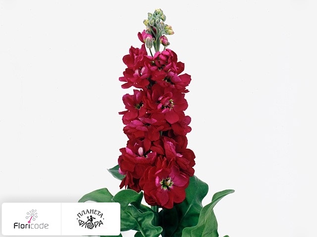 Маттиола седая Centum Red