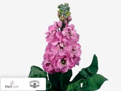 Маттиола седая Centum Rose