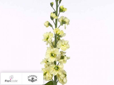 Маттиола седая Coselja Yellow