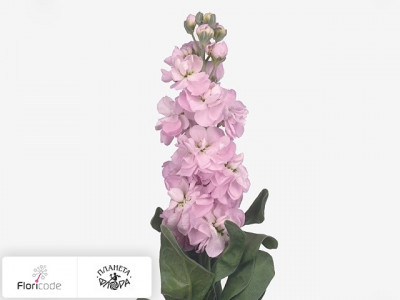 Маттиола седая Figaro Light Rose
