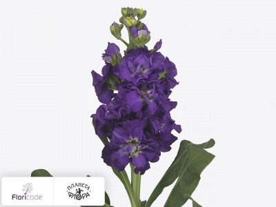 Маттиола седая Iron Purple