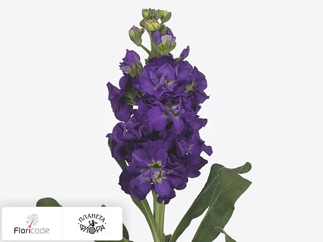 Маттиола седая Iron Purple