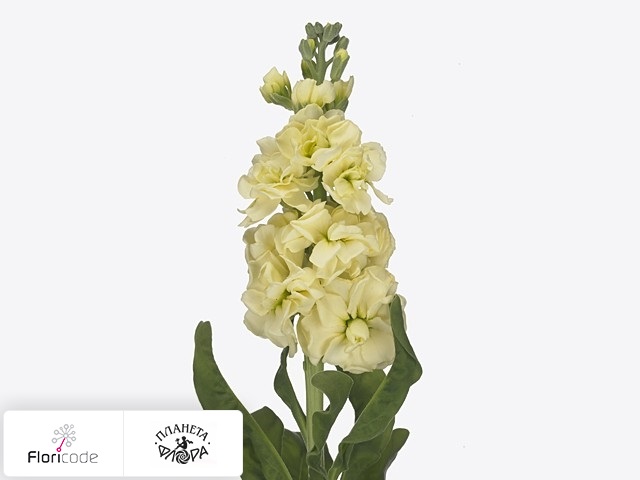 Маттиола седая Iron Yellow