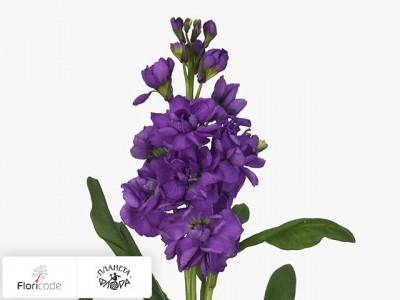 Маттиола седая Katz Lavenderblue