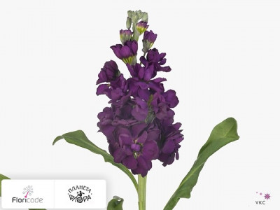 Маттиола седая Katz Purple