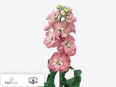 Маттиола седая Lucinda Antique Rose
