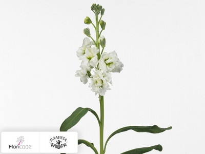 Маттиола седая Noble White