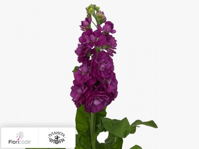 Маттиола седая Phantom Dark Rose