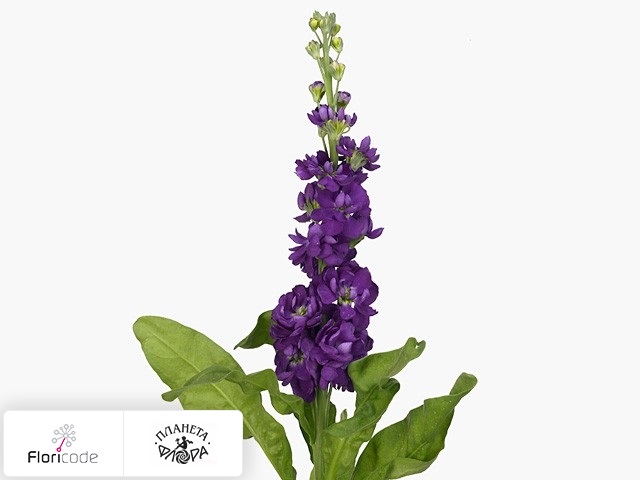 Маттиола седая Phantom Purple