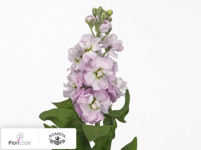 Маттиола седая Phantom Softpink