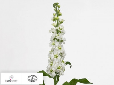 Маттиола седая Phantom White