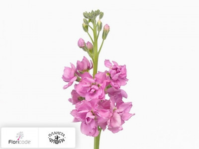 Маттиола седая Raz Pink