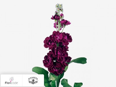 Маттиола седая Trendy Purper