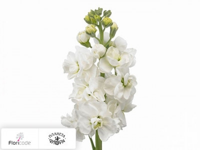 Маттиола седая Yuvi White