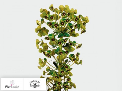 Молочай Characias Black Pearl