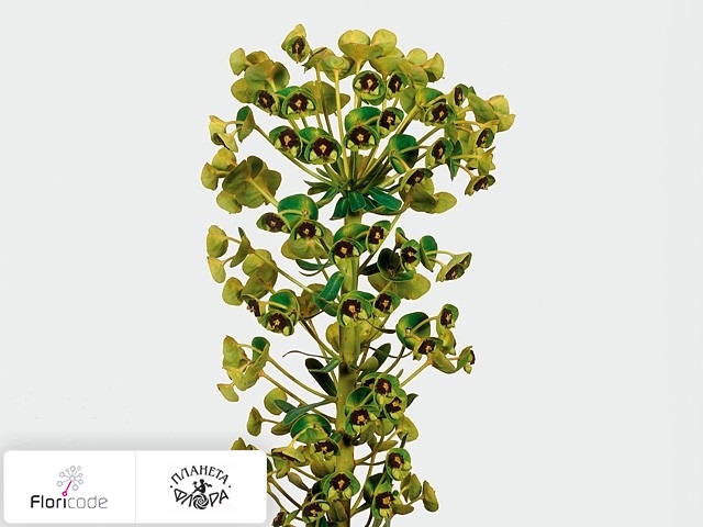 Молочай Characias Black Pearl