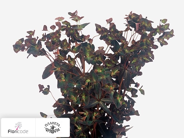 Молочай Dulcis Chameleon