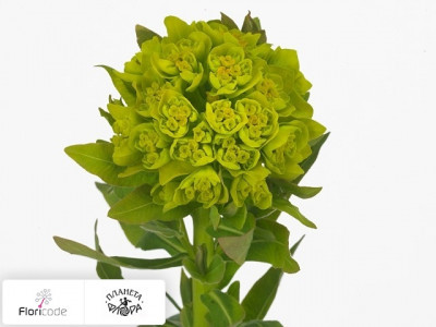 Молочай Palustris Walenburgs Glorie