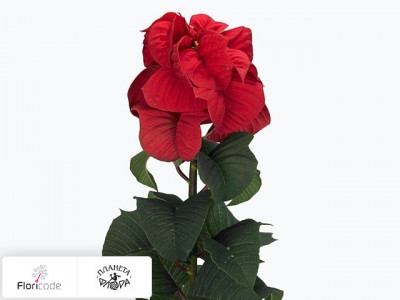 Молочай Pulcherrima Harlequin Red