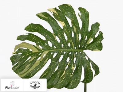 Монстера деликатесная Variegata